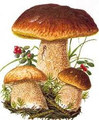 Corso Formativo di preparazione ed esami per il rilascio dell'idoneità alla vendita di funghi epigei freschi spontanei e porcini secchi sfusi